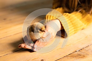 Cute little tiny newborn baby chick in hands of child. Communication of child with animals, animal therapy. Happy child