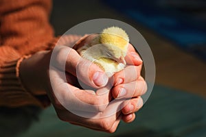 Cute small tiny newborn yellow baby chick in hands of child. Communication of kids with animals, animal therapy. Happy