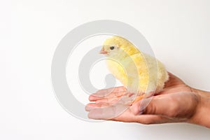 cute little tiny newborn yellow baby chick in kid`s hand on white background.