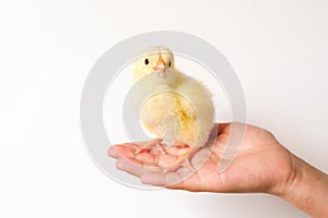 Cute little tiny newborn yellow baby chick in kid`s hand on white background.