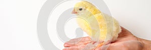 cute little tiny newborn yellow baby chick in kid`s hand on white background. banner.