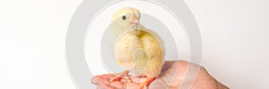 cute little tiny newborn yellow baby chick in kid`s hand on white background. banner.