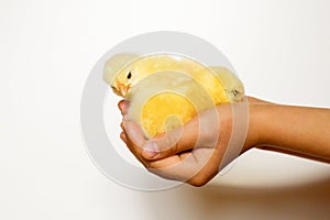 Cute little tiny newborn yellow baby chick in kid`s hands on white background.