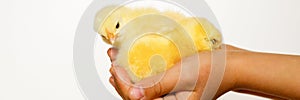 Cute little tiny newborn yellow baby chick in kid`s hands on white background. banner.