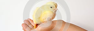 Cute little tiny newborn yellow baby chick in kid`s hands on white background. banner.