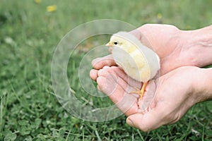 Cute little tiny newborn yellow baby chick in male hands of farmer on green grass background.