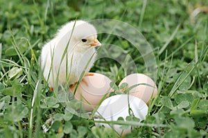 cute little tiny newborn yellow baby chick and three chicken farmer eggs in the green grass on nature outdoor.