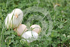 Cute little tiny newborn yellow baby chick and three chicken farmer eggs in the green grass on nature outdoor.