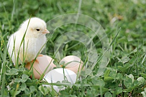 cute little tiny newborn yellow baby chick and three chicken farmer eggs in the green grass on nature outdoor.