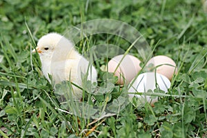 Cute little tiny newborn yellow baby chick and three chicken farmer eggs in the green grass on nature outdoor.
