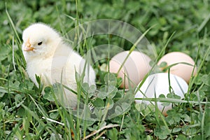 cute little tiny newborn yellow baby chick and three chicken farmer eggs in the green grass on nature outdoor.