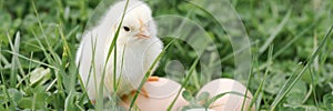 cute little tiny newborn yellow baby chick and three chicken farmer eggs in the green grass on nature outdoor. banner.