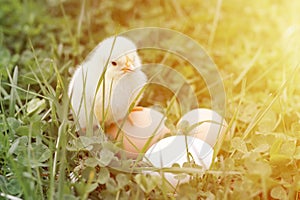 Cute little tiny newborn yellow baby chick and three chicken farmer eggs in the green grass on nature outdoor. flare.