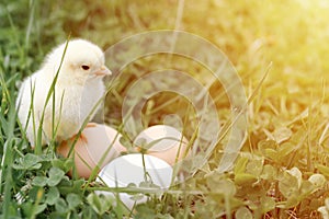 Cute little tiny newborn yellow baby chick and three chicken farmer eggs in the green grass on nature outdoor. flare.