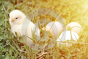 Cute little tiny newborn yellow baby chick and three chicken farmer eggs in the green grass on nature outdoor. flare.