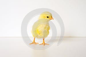 Cute little tiny newborn yellow baby chick on white background.