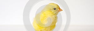 cute little tiny newborn yellow baby chick on white background. banner.