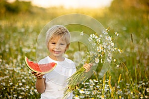 Cute little toddler child, blond boy, eating watermelon in beautiful daisy field