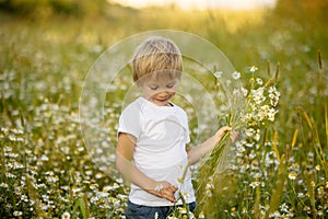 Cute little toddler child, blond boy, eating watermelon in beautiful daisy field