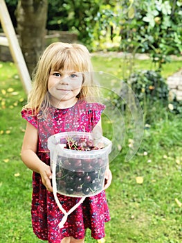 Cute little toddler girl holding bucket with ripe sweet red cherries. Happy child picking fresh organic berries in