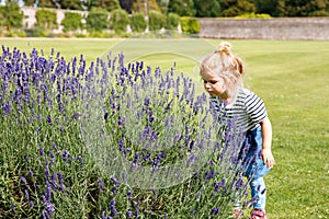 Cute little toddler girl with lavender rows in garden. Happy healthy child smiling and looking at the camera. Ireland