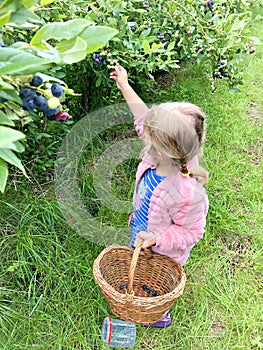 Cute little toddler girl picking blueberries on berry orchard farm garden. Happy child helping and harvesting healthy