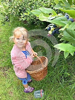 Cute little toddler girl picking blueberries on berry orchard farm garden. Happy child helping and harvesting healthy