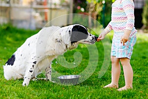 Cute little toddler girl playing with family dog in garden. Happy smiling child having fun with dog, hugging playing