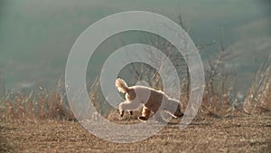 A cute little toy poodle dog running and sniffing in a park