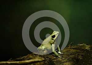 Cute little tree frog in the night