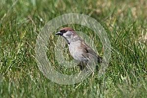 Cute little tree sparrow