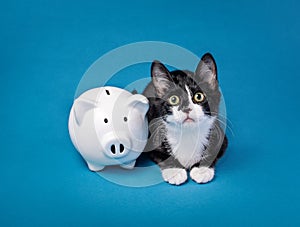 Cute little tuxedo kitten with a piggy bank on a blue background. Animal Charity or donate to rescue concept.