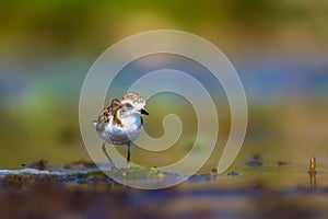 Cute little water bird. Nature background. Common water bird: Kentish Plover. Charadrius alexandrinus. photo