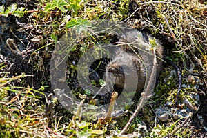 A cute little Water vole