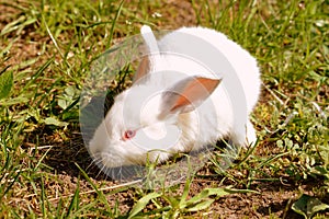 Cute little white baby rabbit on green grass in the farm yard. Retro style toned