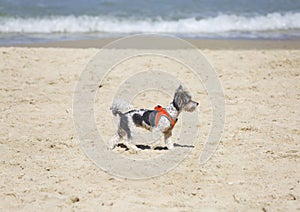 Cute little white and black dog walking on the beach