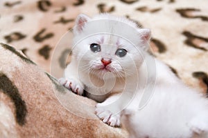Cute little white British kitten crying