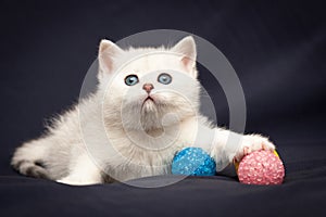 Cute little white British kitten with pink nose caught a pink ball