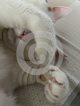 Roztomilý malý biely mačka 