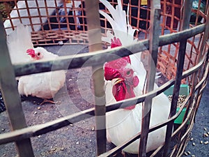 Cute Little White Chickens in the Cage