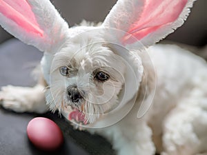 A cute little white dog with an Ester pink colored egg and rabbit ears is laying on a car seat