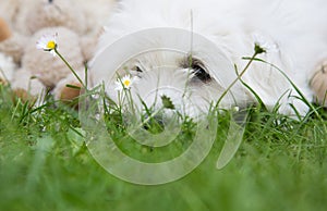 Cute little white dog lying in the green - witty concept with ba