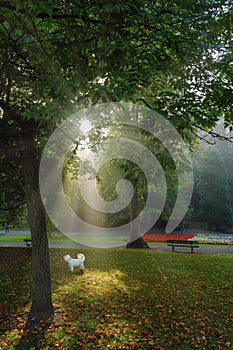 Cute Little White Dog in a Park on a Misty Morning.