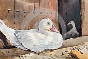 Cute little white duck in front of her coop watercolor painting