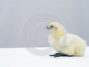 Cute little white fluffy feather chicken isolated on white background. newborn chick design and decorative work. farm and