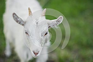 cute little white goat on the summer meadow