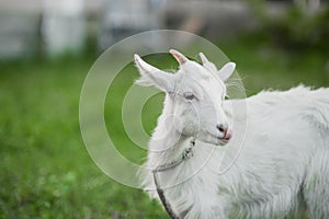 cute little white goat on the summer meadow