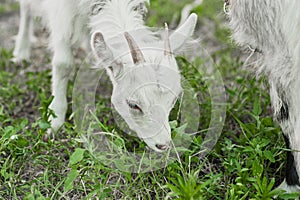 cute little white goat on the summer meadow