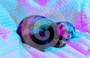 Cute little white grey ferret lies in warm blanket isolated on light background in pink neon light. Concept of happy