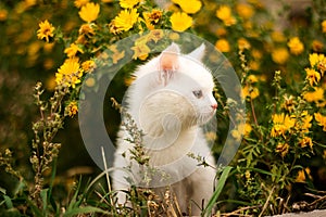 Cute little white kitten on a background of flowers